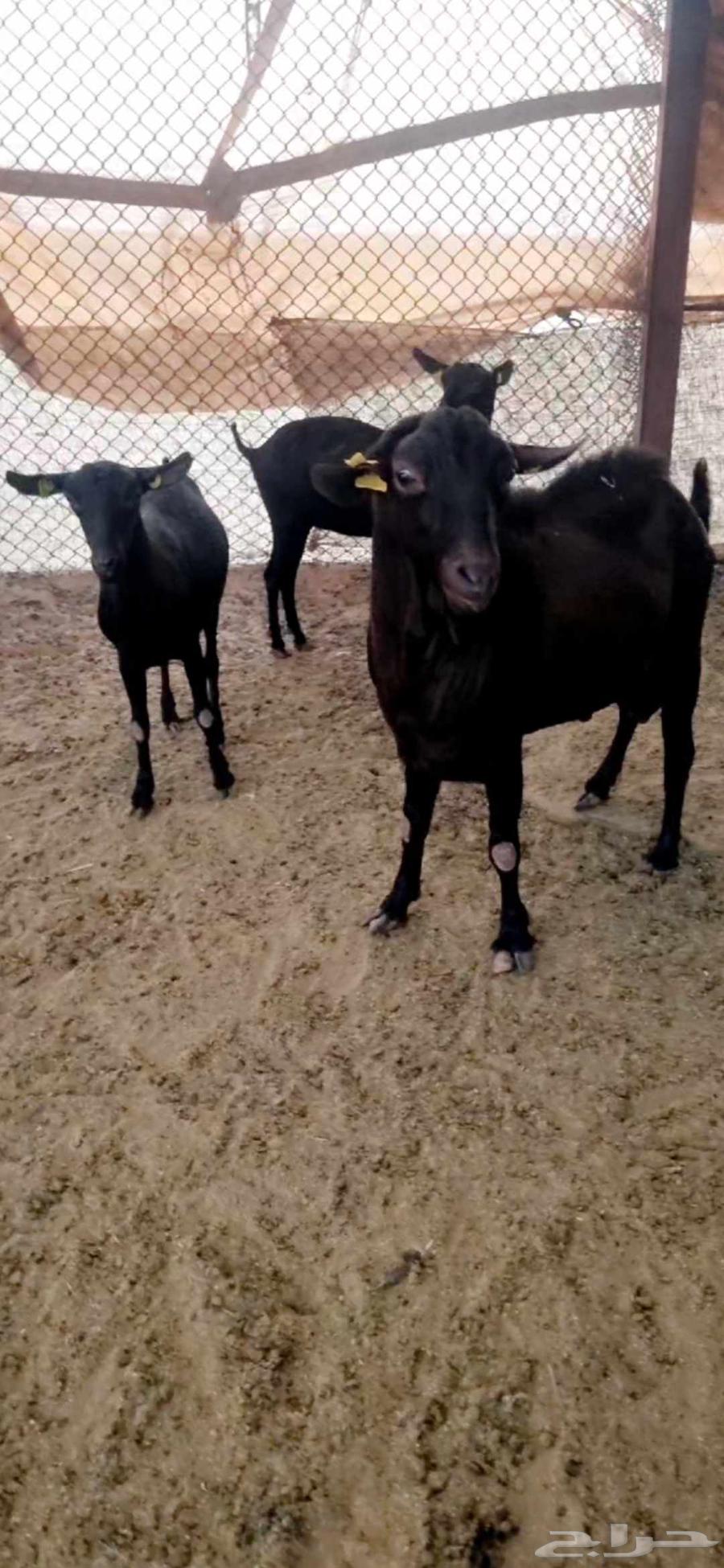 Morciano goat and buck set64410158654849110