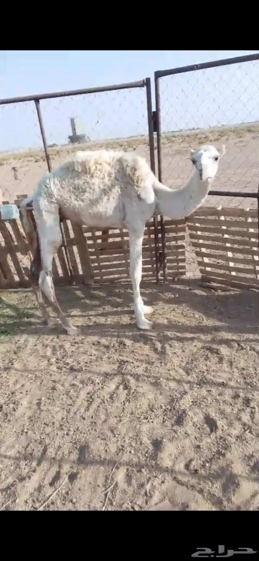 قعدان للبيع64411054565763111