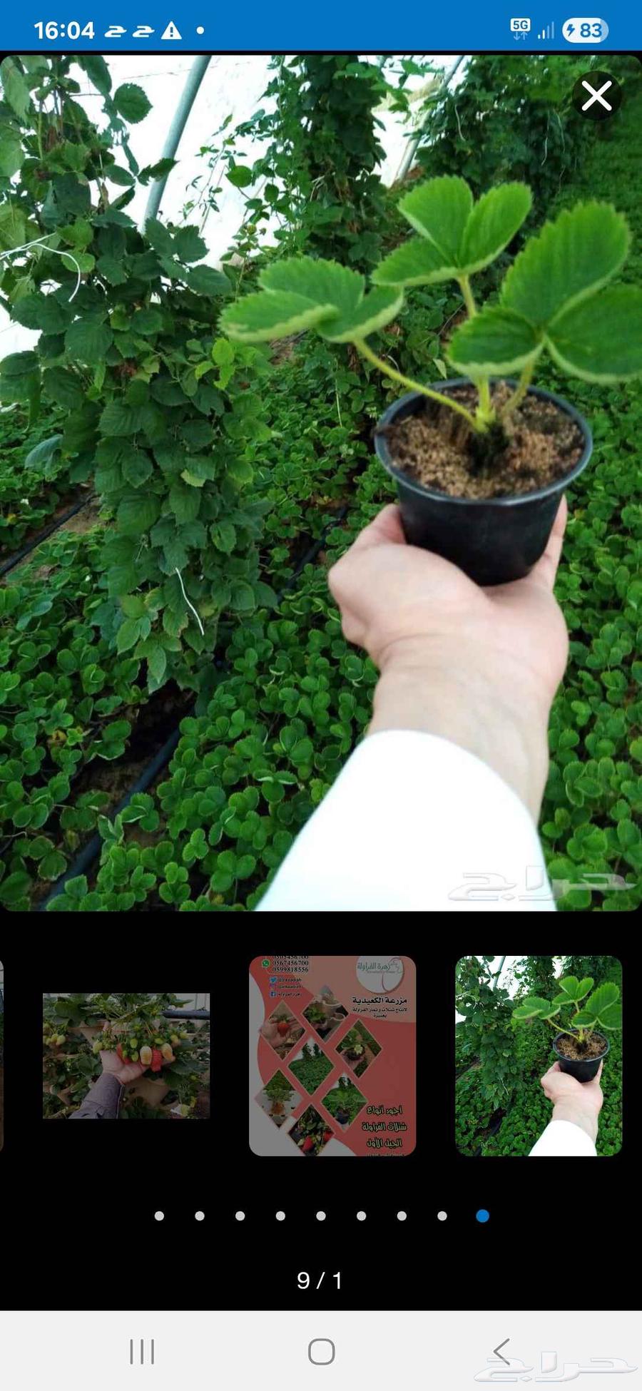 شتلات فراوله جيل اول64410333082371110