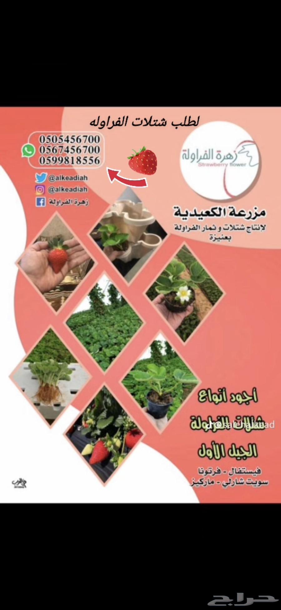 شتلات فراوله جيل اول64410333082371112