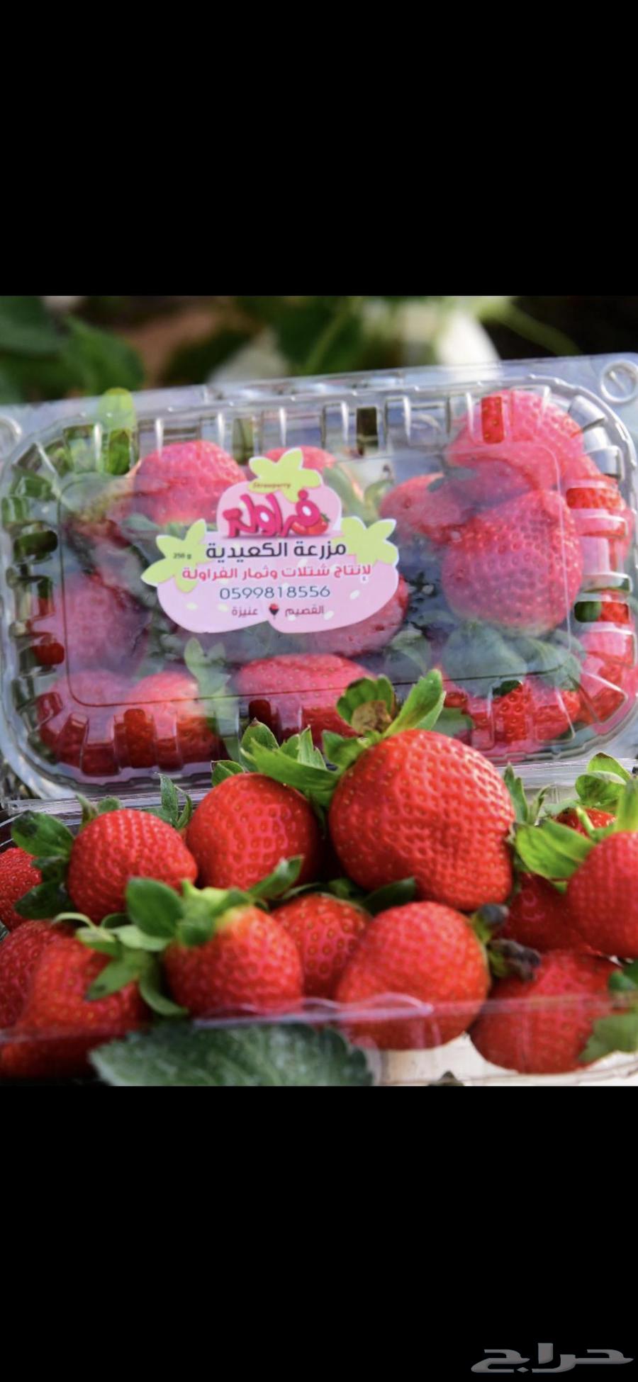 شتلات فراوله جيل اول64410333082371111