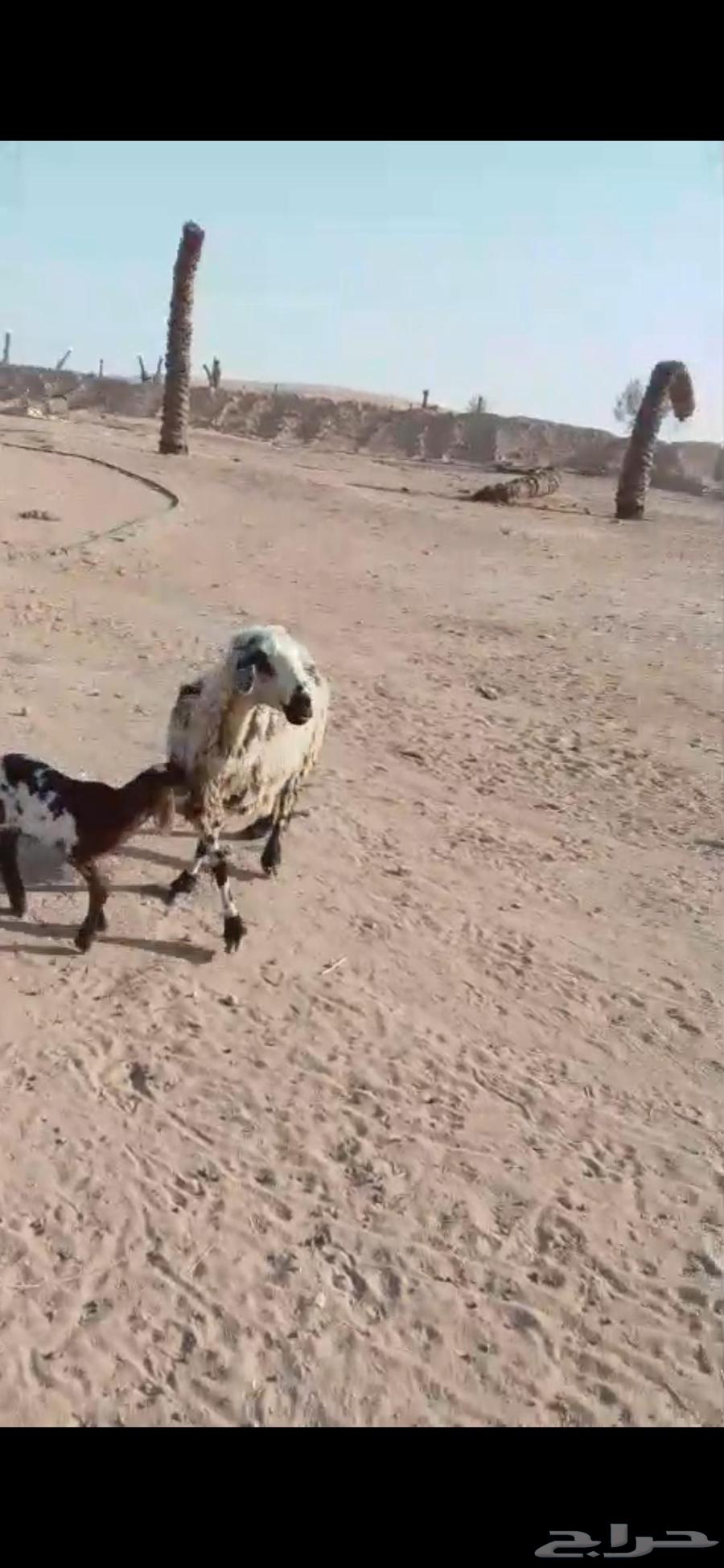 شياه ولد تامات64409394419586113