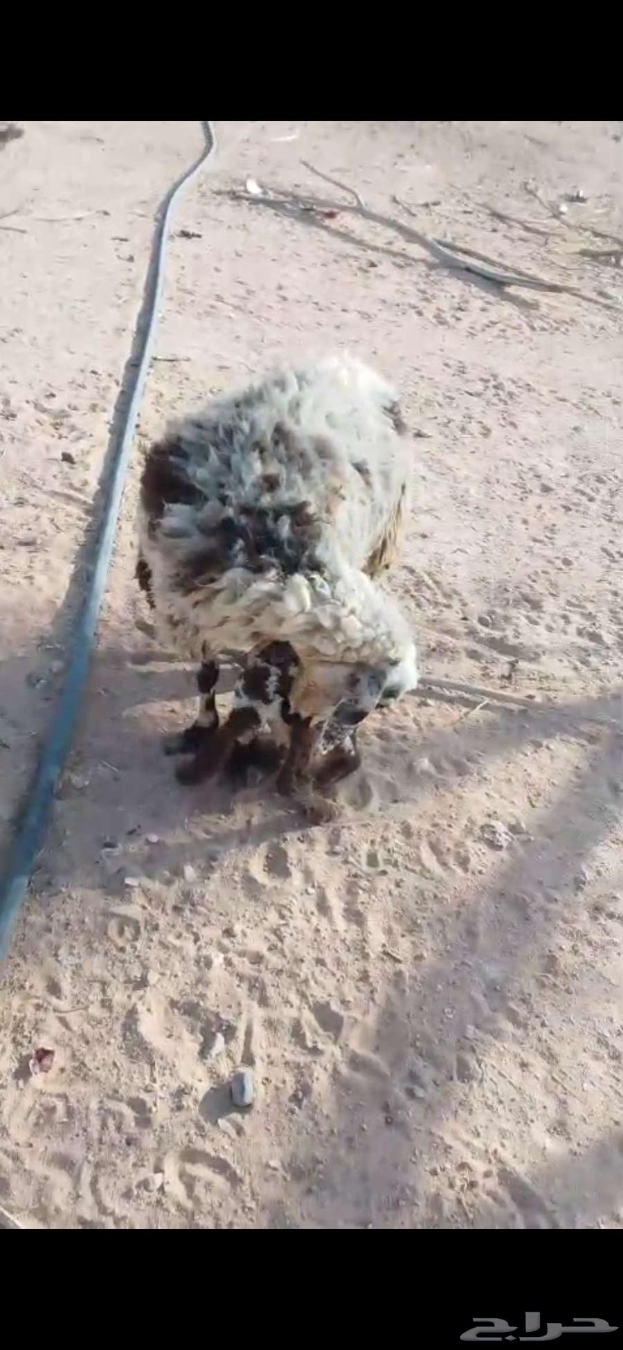 شياه ولد تامات64409394419586114