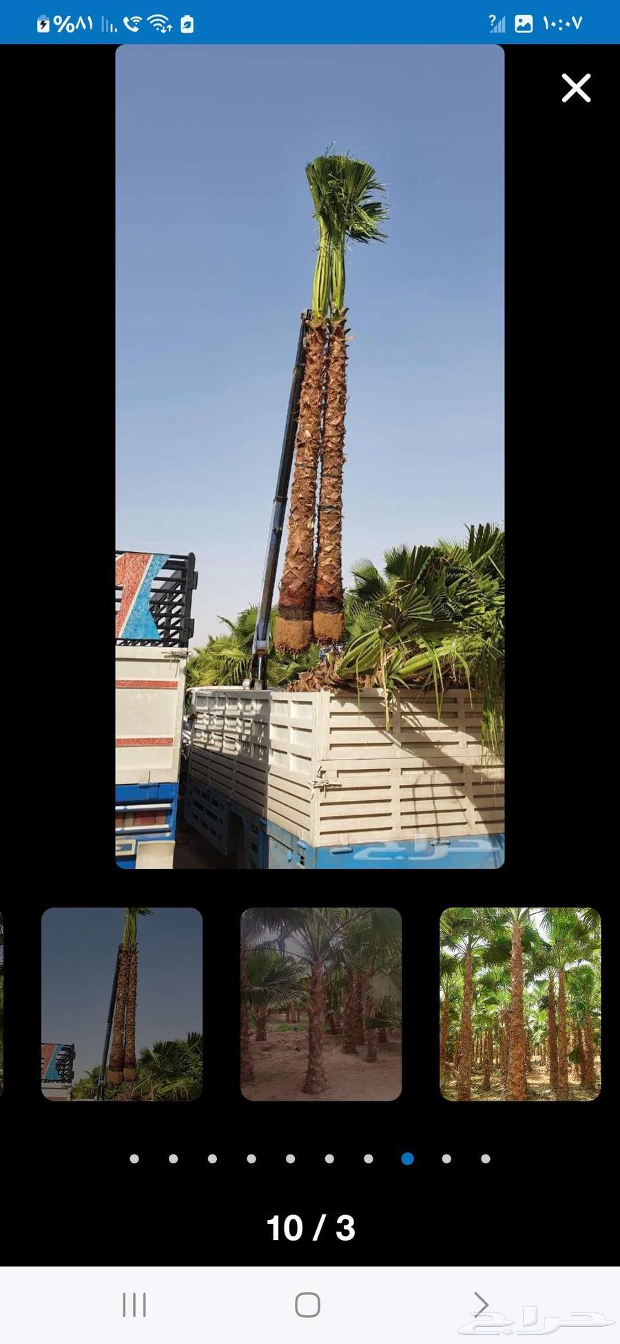 Washingtonian and Arabic palm trees in all sizes, delivery to all areas of the Kingdom64406917832065113