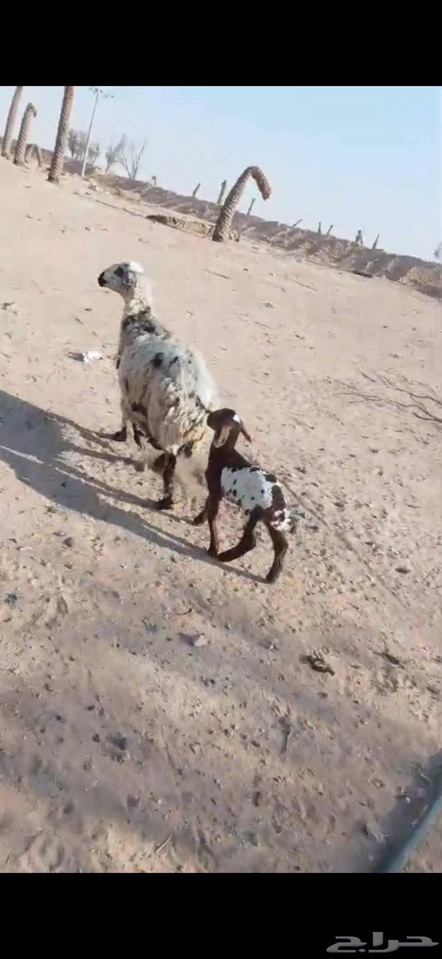 شياه ولد تامات64409394419586112