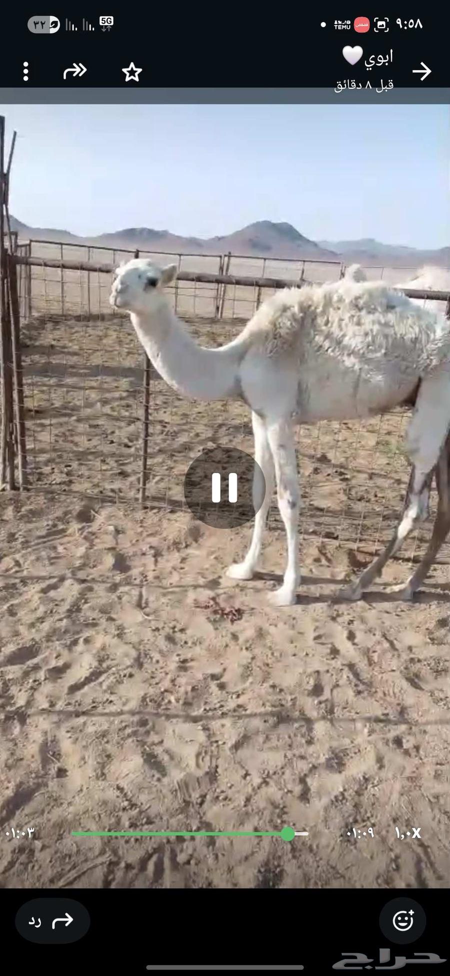 قعدان للبيع64411054565763112