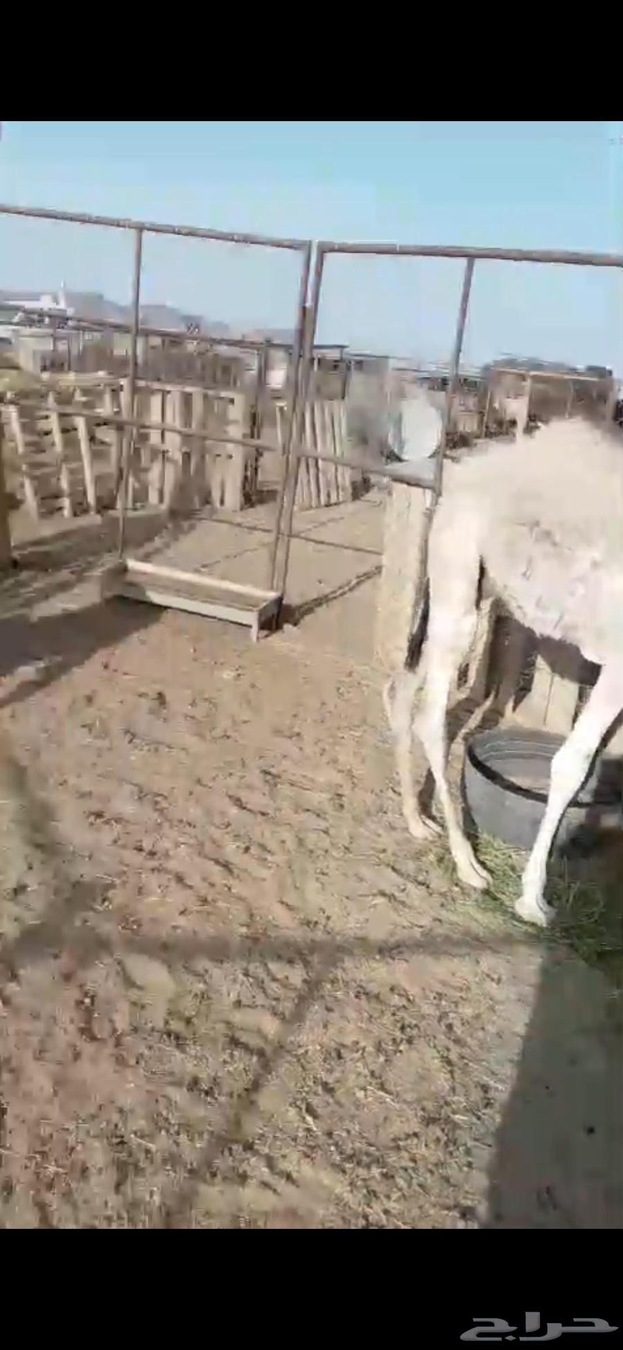 قعدان للبيع64411054565763113