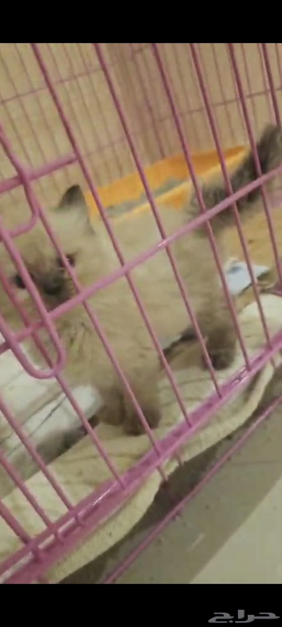 قطط كتن هملايا عرض خاص64406917872513112