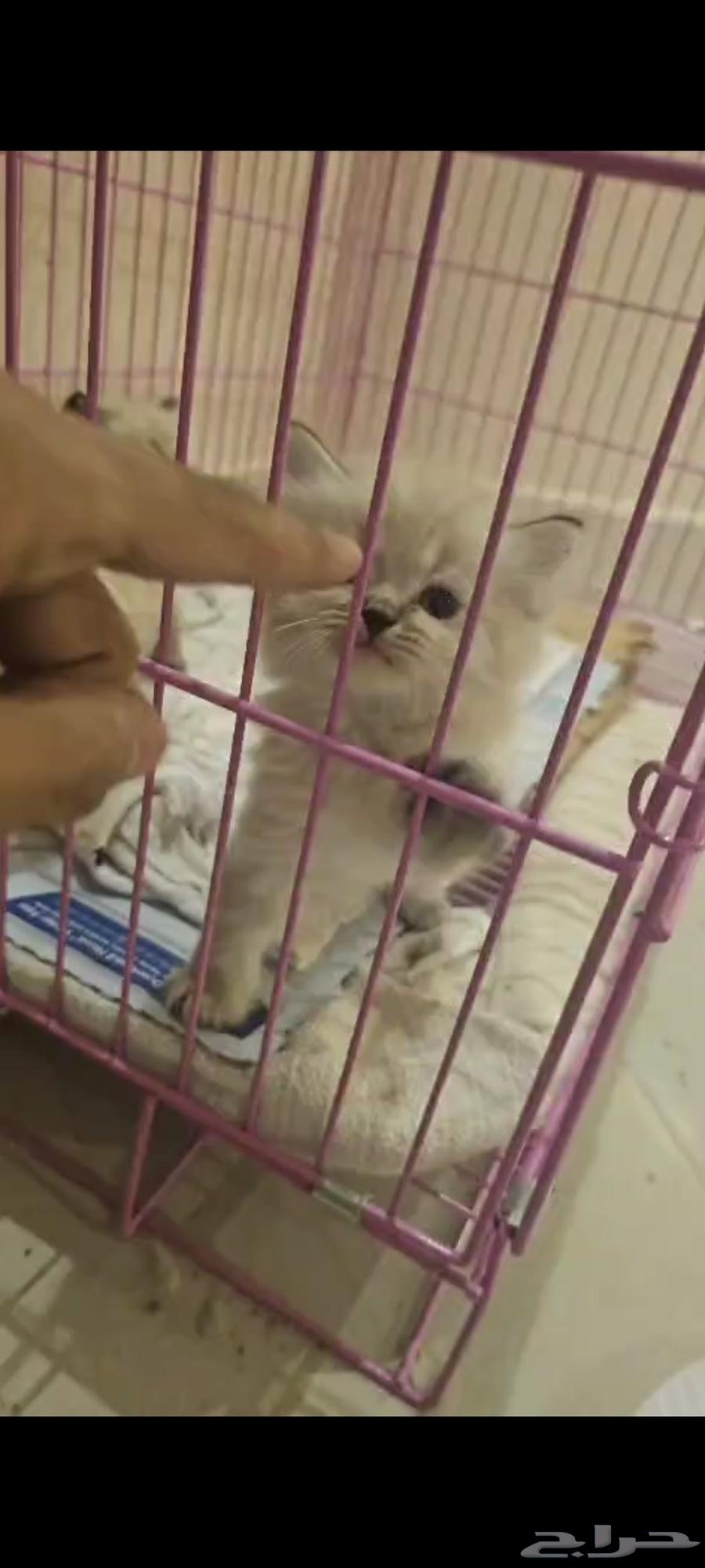 قطط كتن هملايا عرض خاص64406917872513114