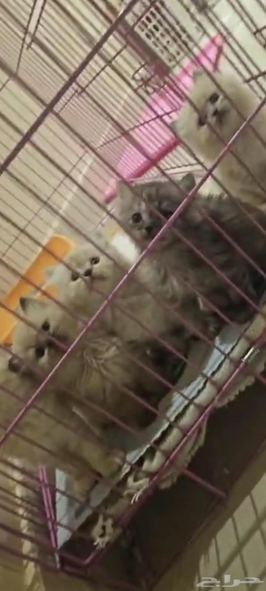 قطط كتن هملايا عرض خاص64406917872513110