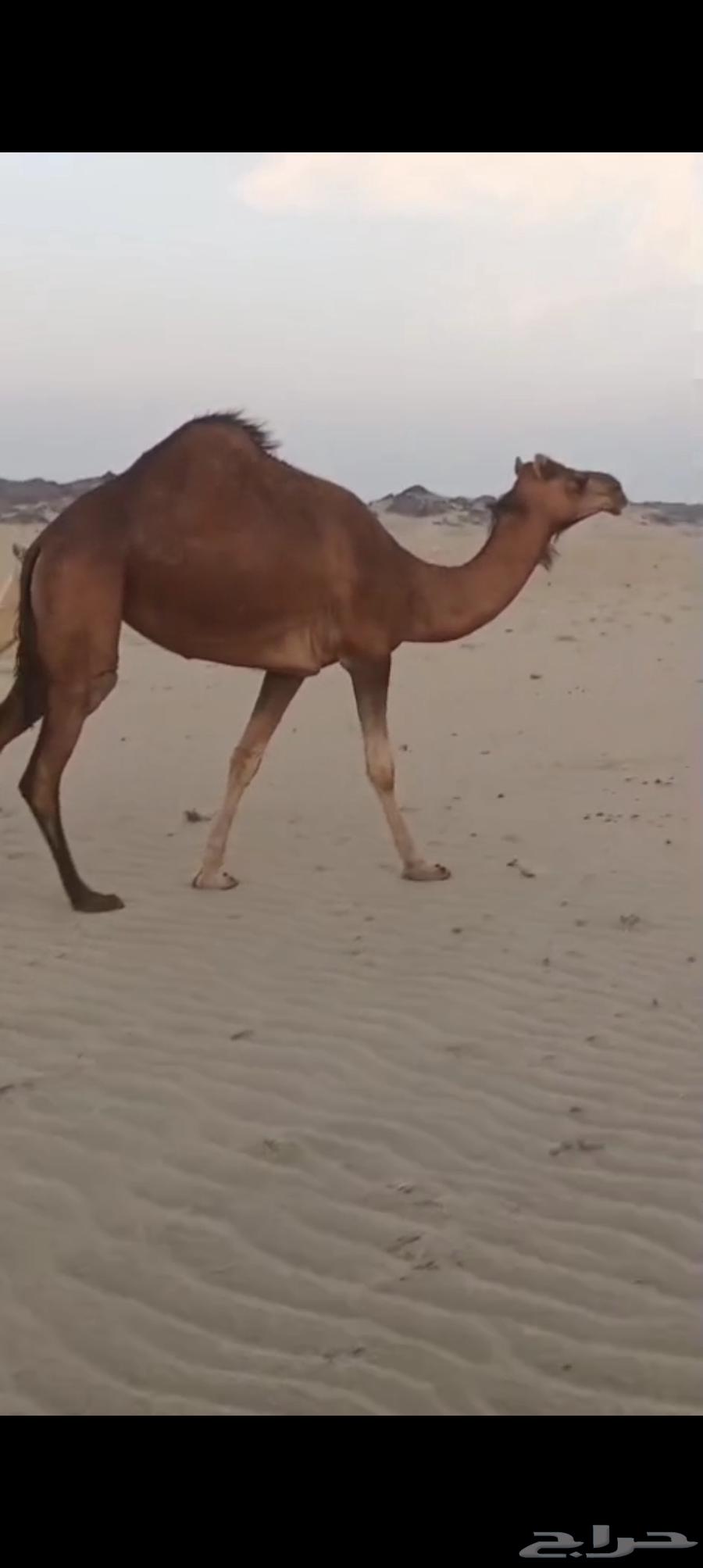 بكره كفو فرديه تم البيع64407335947649110