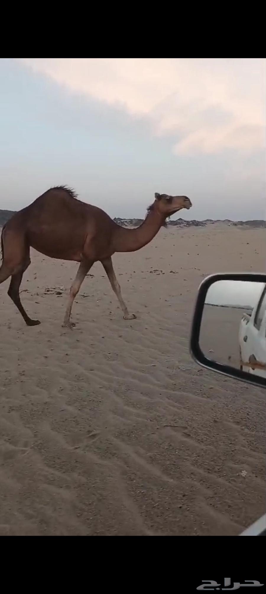 بكره كفو فرديه تم البيع64407335947649111