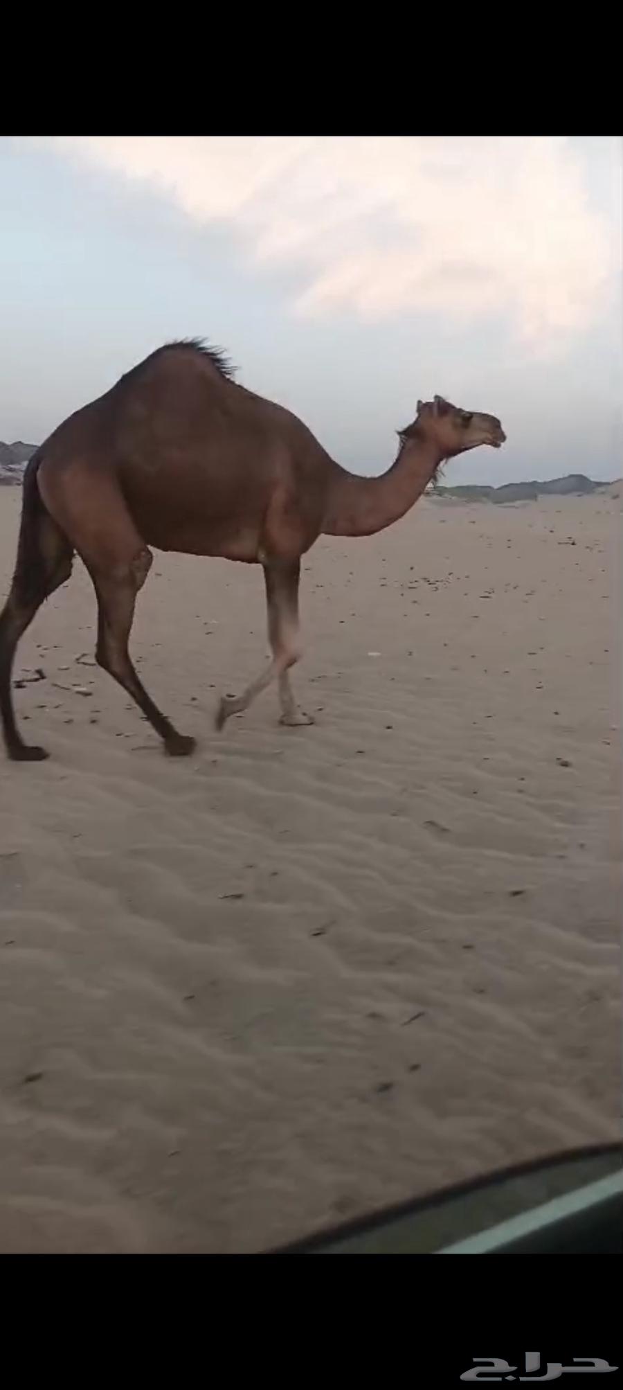 بكره كفو فرديه تم البيع64407335947649113