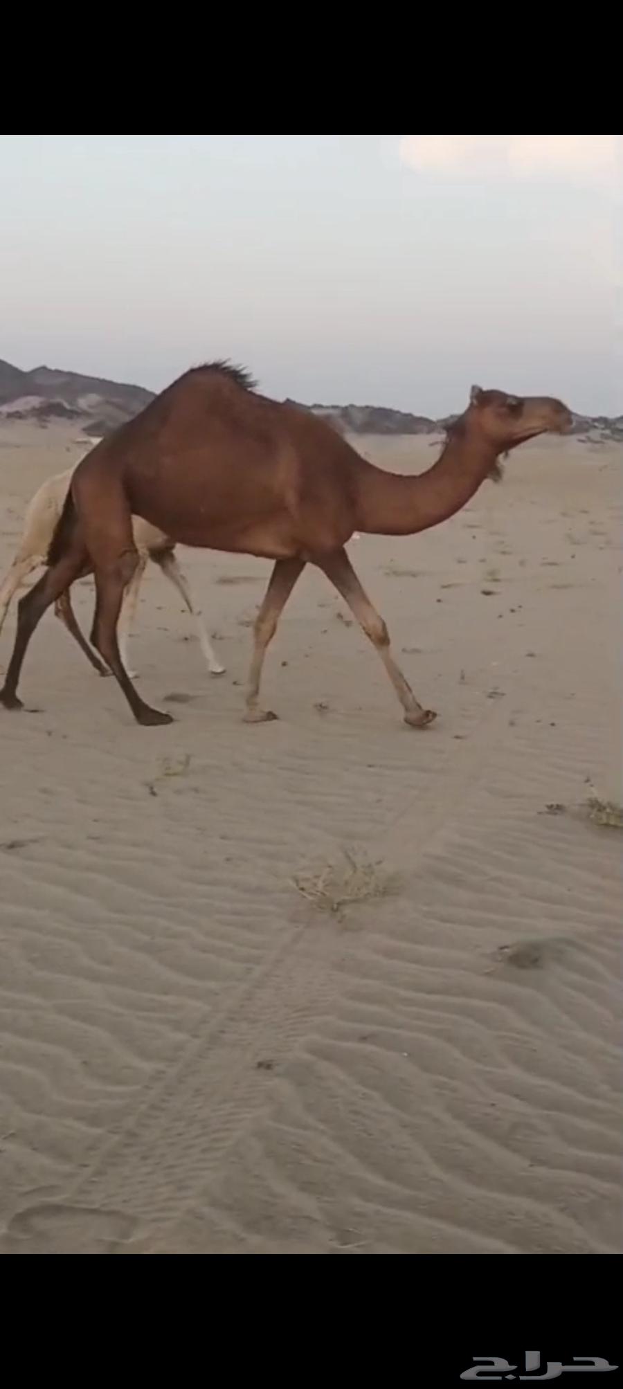 بكره كفو فرديه تم البيع64407335947649112