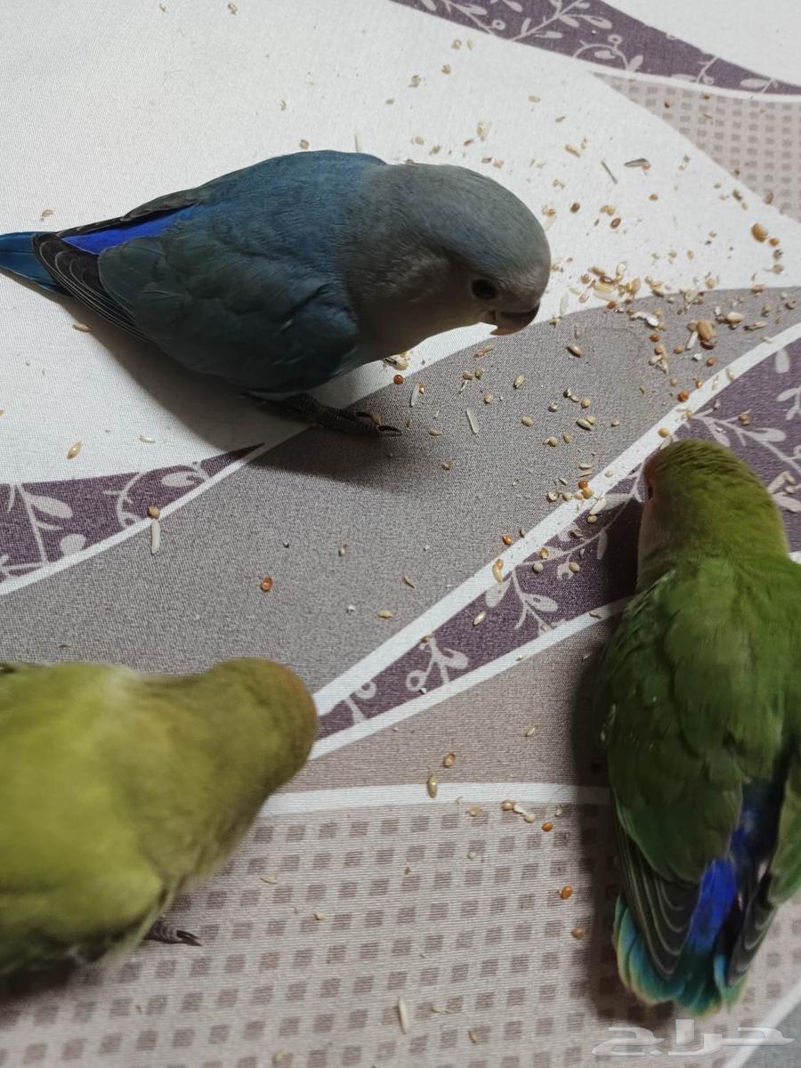 فروخ روز نهايه غر64408878252674111