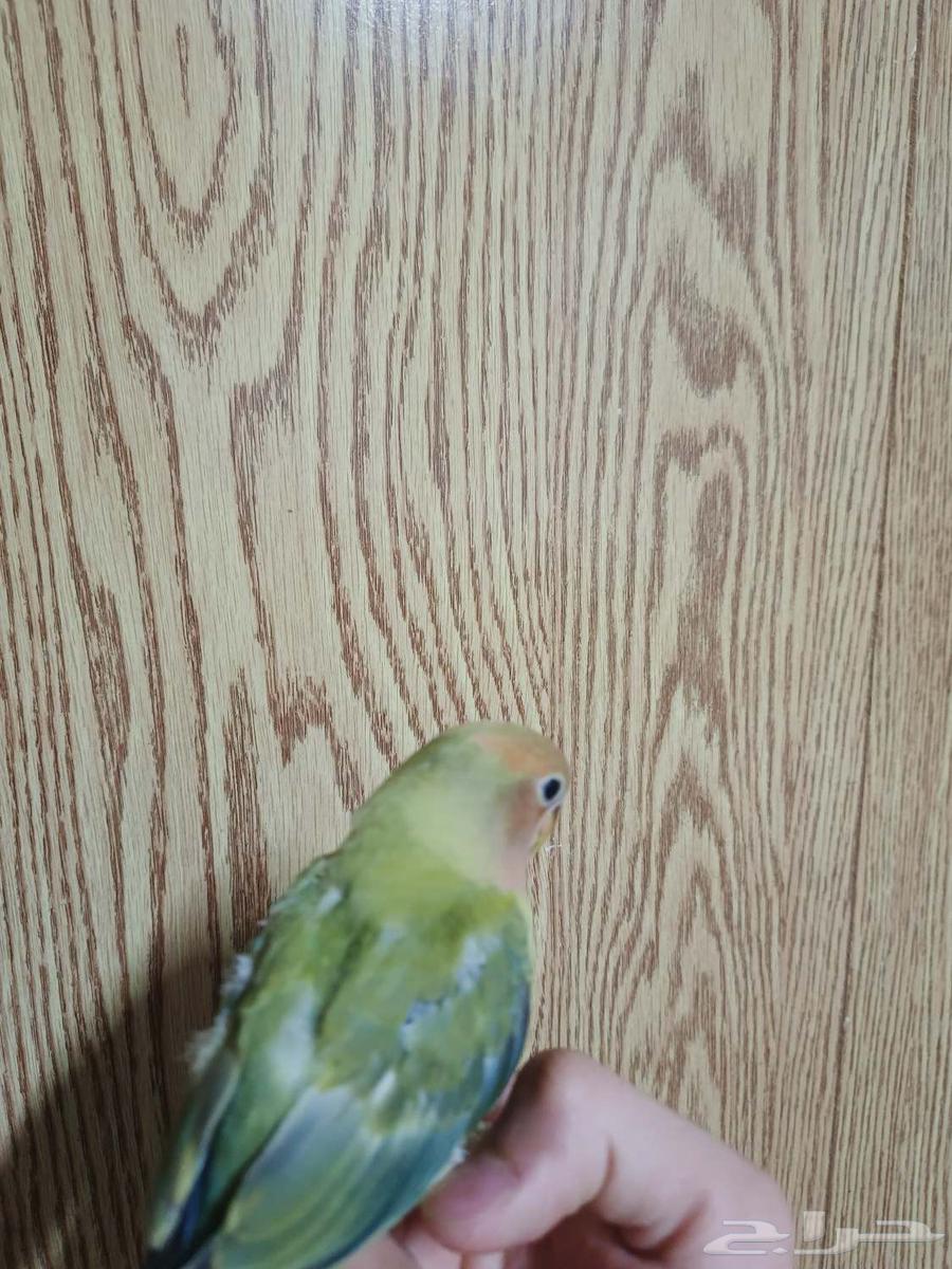 فروخ روز نهايه غر64408878252674112