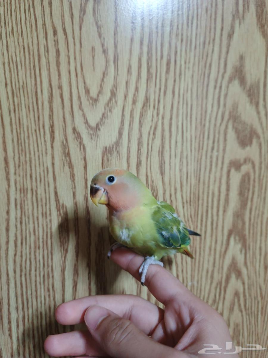 فروخ روز نهايه غر64408878252674114