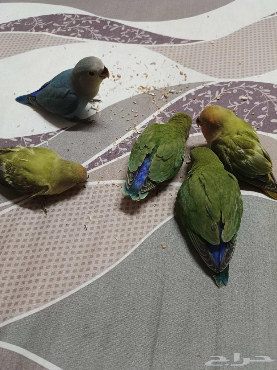 فروخ روز نهايه غر64408878252674110