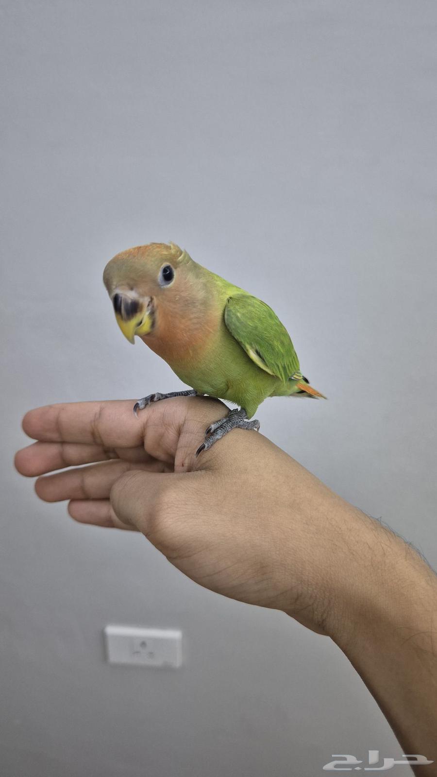 Normal day for a pet bird64411081533442112