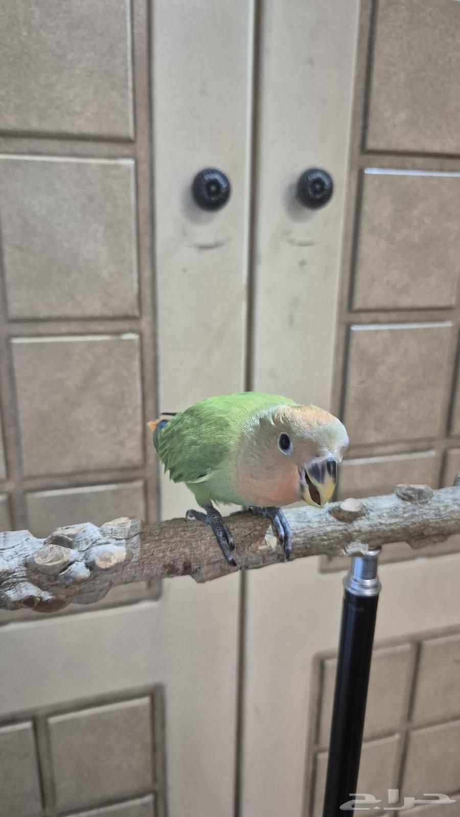 Normal day for a pet bird64411081533442110