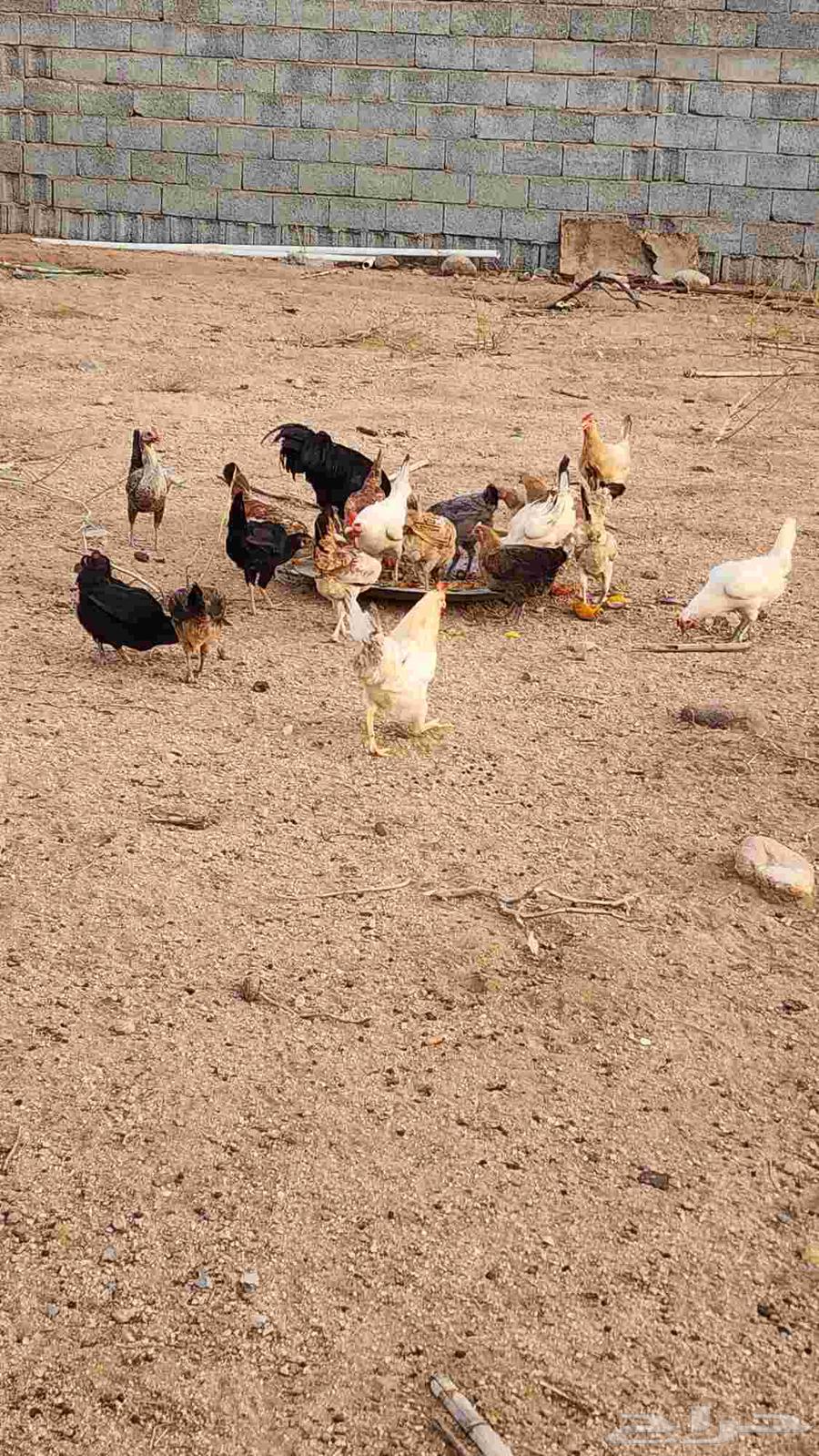 دجاج عربي بي اض للبيع64407839057667110