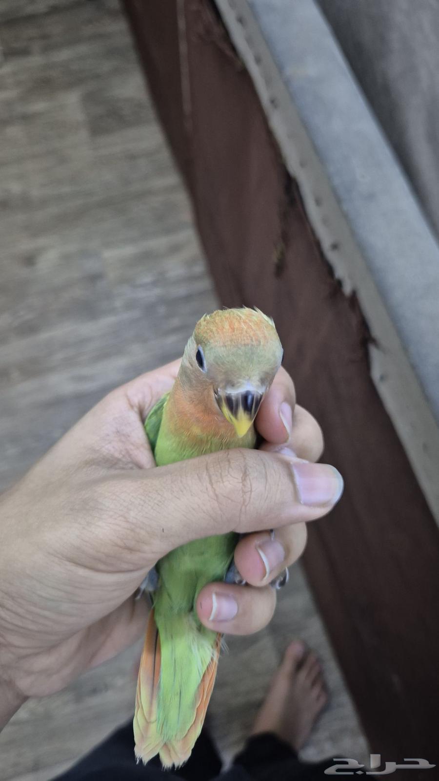 Normal day for a pet bird64411081533442113