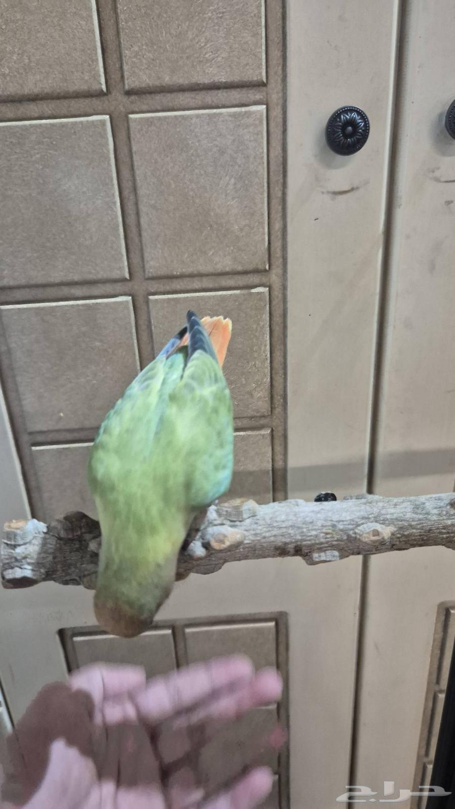 Normal day for a pet bird64411081533442111