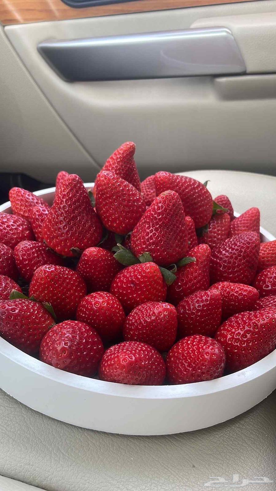 شتلات فراوله جيل اول64410333082371114