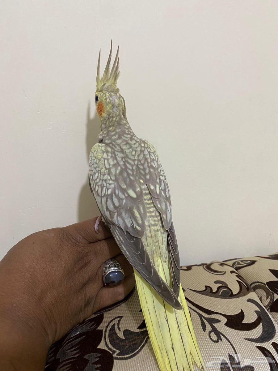 فرخ كروان فراشه تم البيع64405236357505113