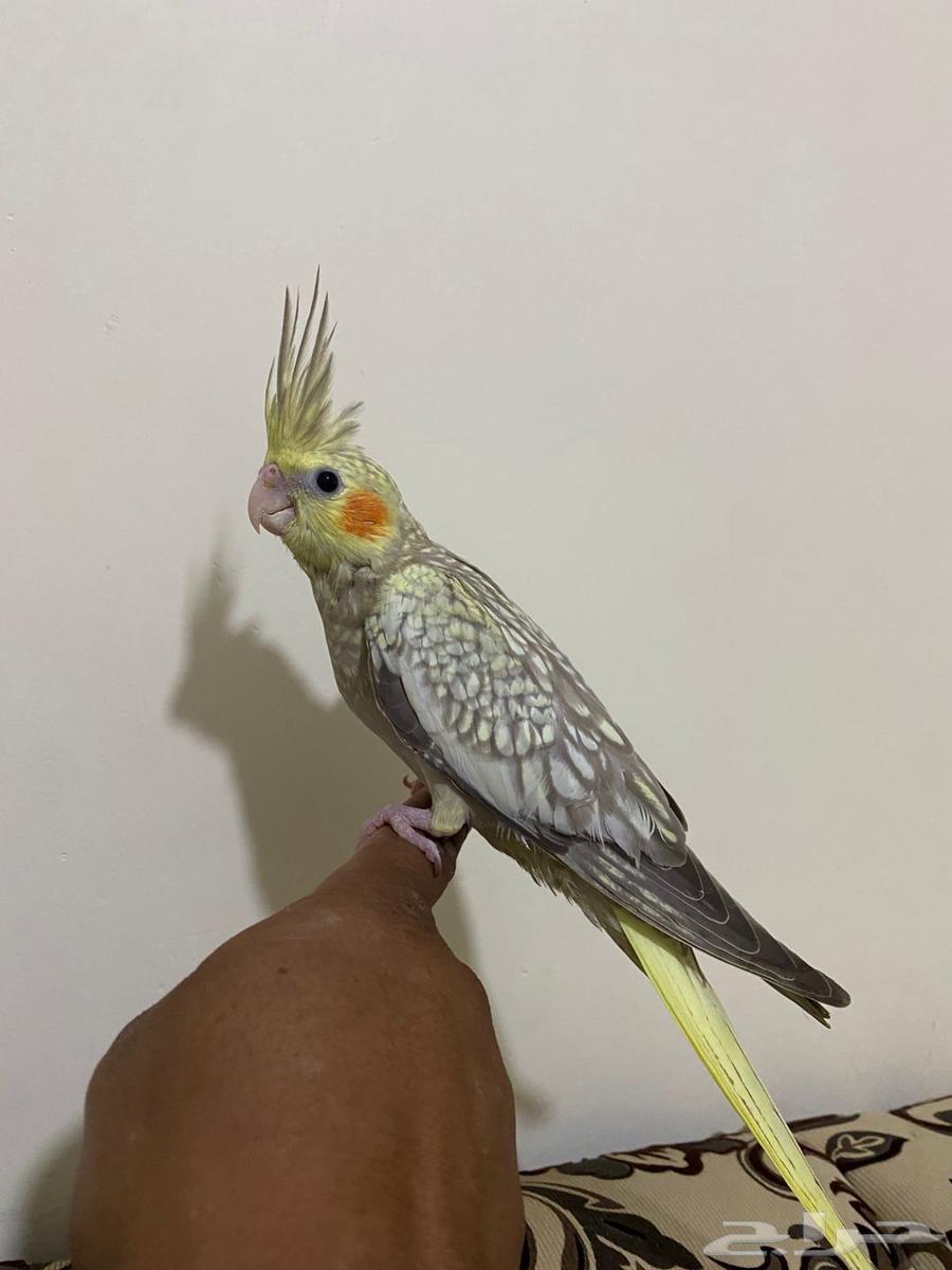 فرخ كروان فراشه تم البيع64405236357505111