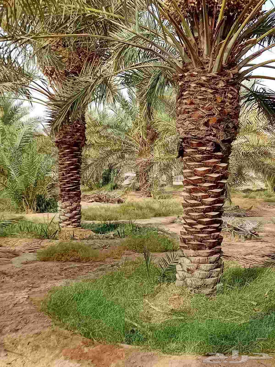 Washingtonian and Arabic palm trees in all sizes, delivery to all areas of the Kingdom64406917832065111