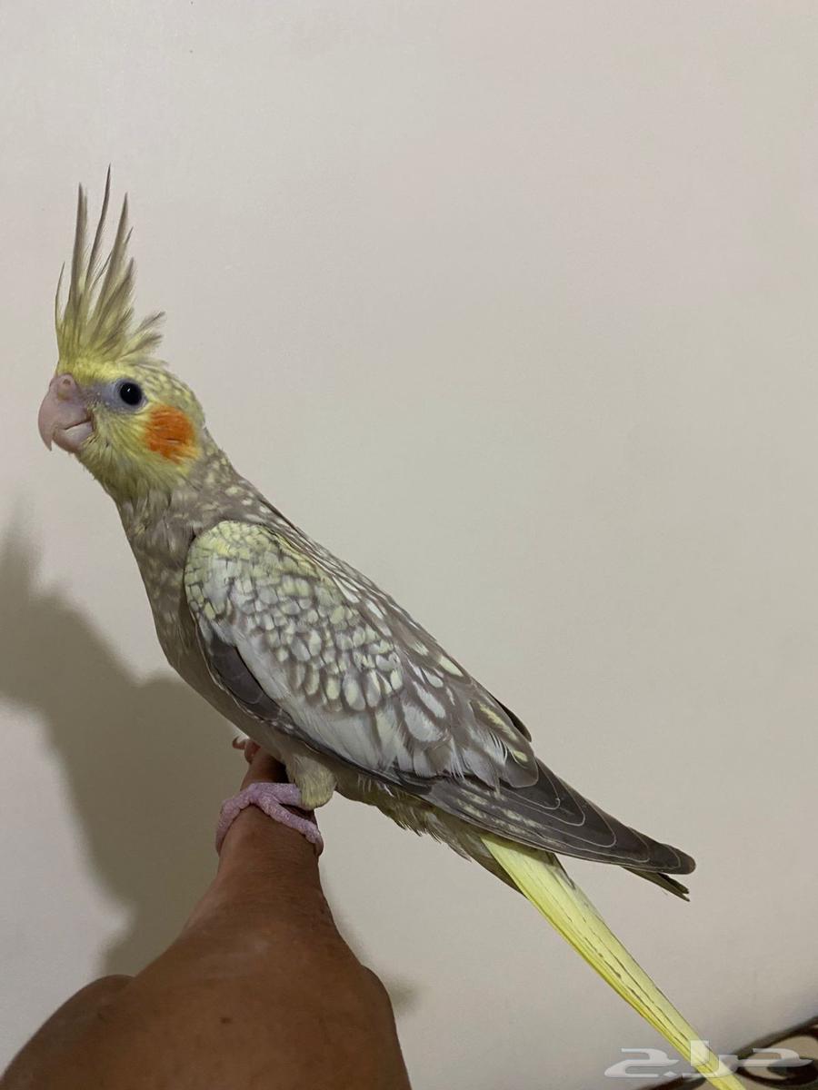 فرخ كروان فراشه تم البيع64405236357505110