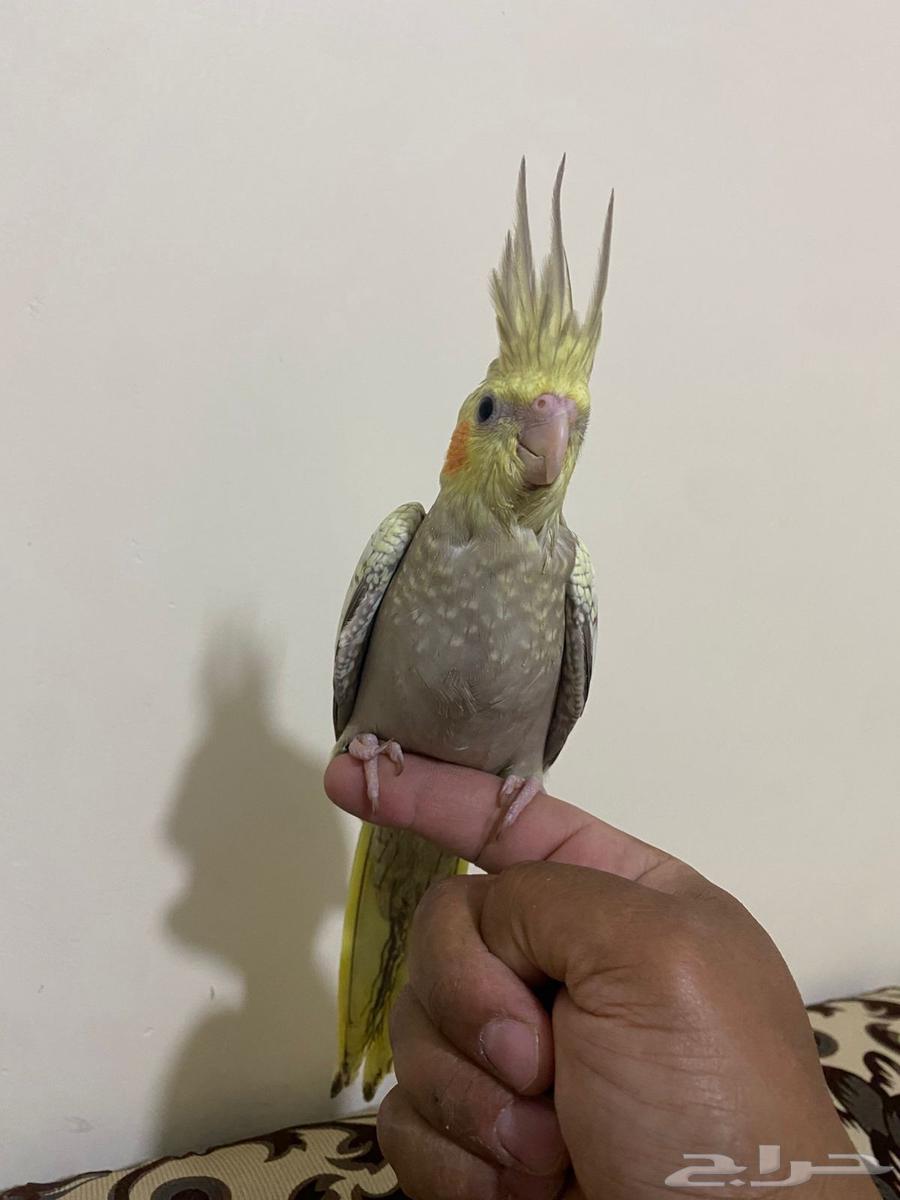 فرخ كروان فراشه تم البيع64405236357505112