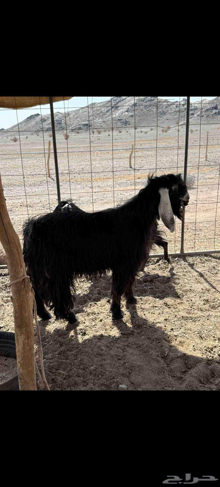 For sale, purebred male goat, stud ram, conditioned and hot64406737237633110