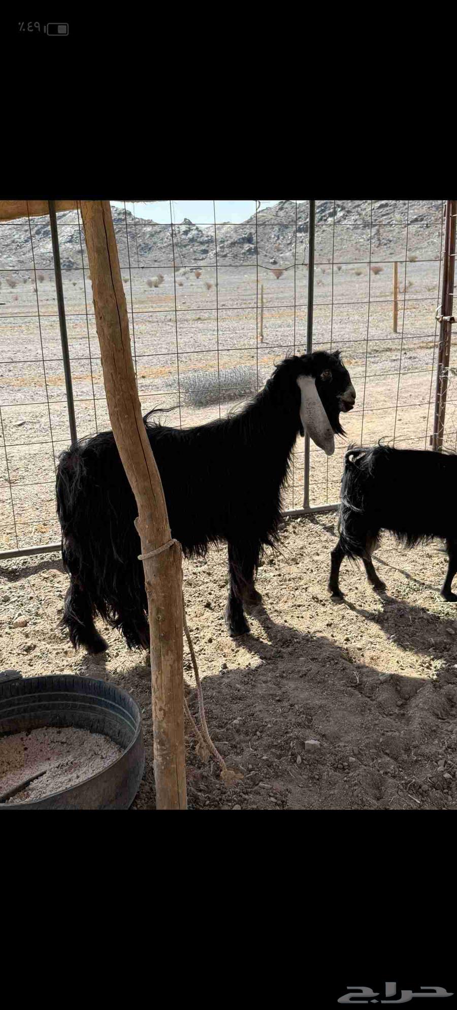 For sale, purebred male goat, stud ram, conditioned and hot64406737237633112
