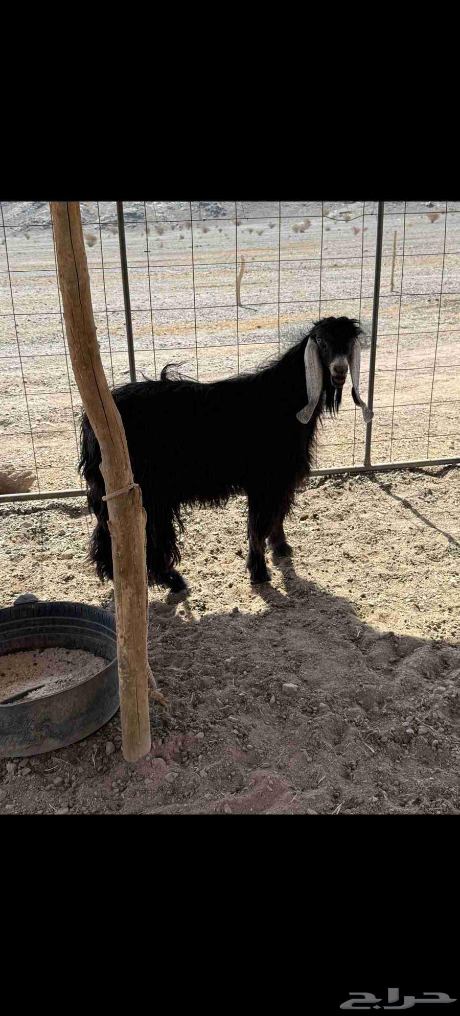 For sale, purebred male goat, stud ram, conditioned and hot64406737237633111