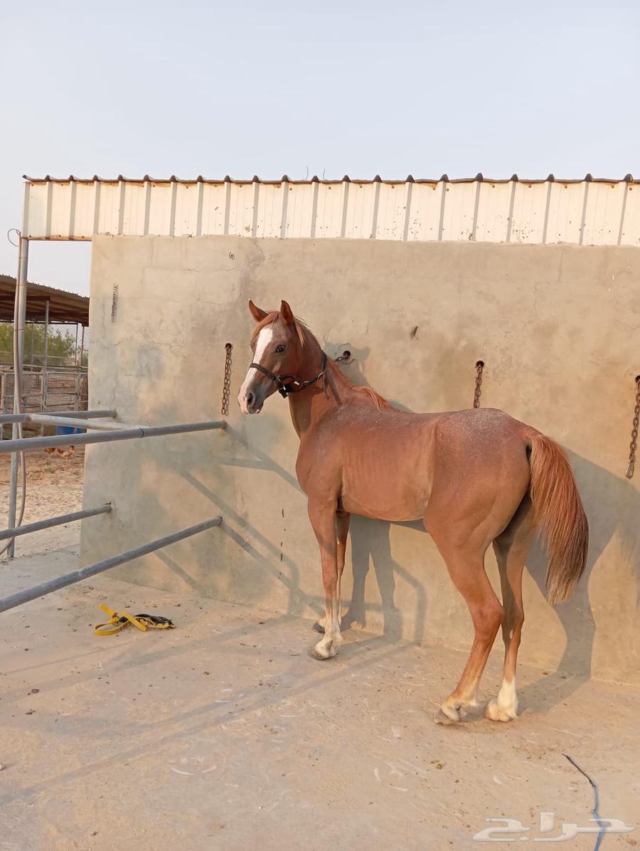 فرس جزيرية عبيه64408230497411111