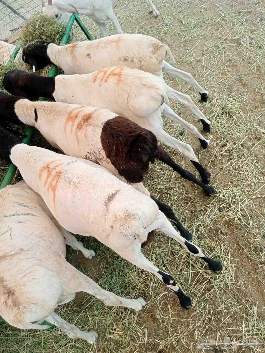 طليان بربري وتيوس صومالي السعر 50064407741423105113