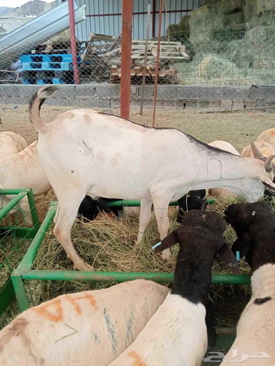 طليان بربري وتيوس صومالي السعر 50064407741423105110