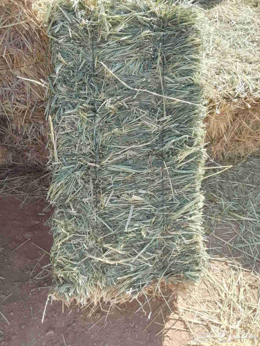 (تم البيع ) ذره خضراء قصه اولى64406639887363110