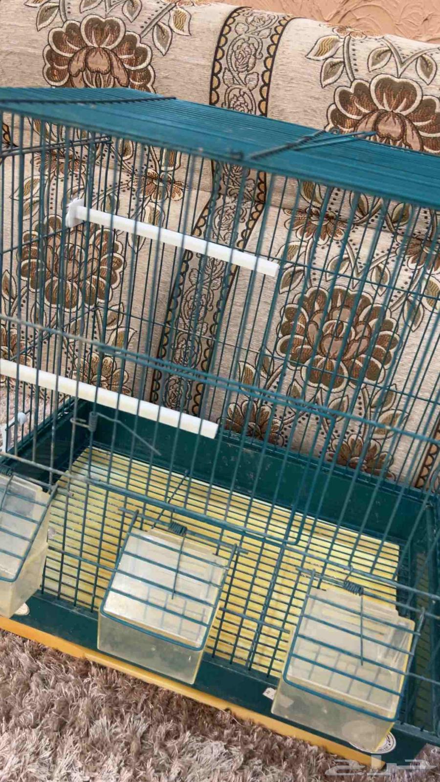 شبك طيور بادجي(تم البيع الله يبارك للمشتري)64407964869635111