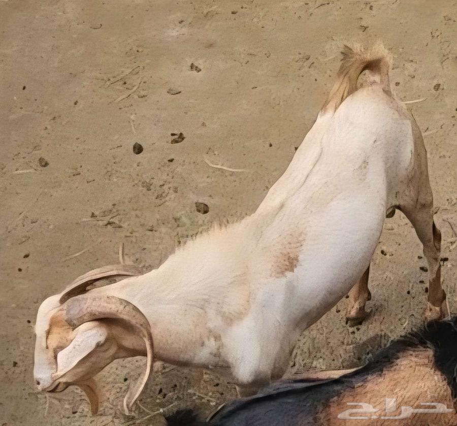 تيس سليم من كل العيوب والامراض. السن رباع64412022596737111