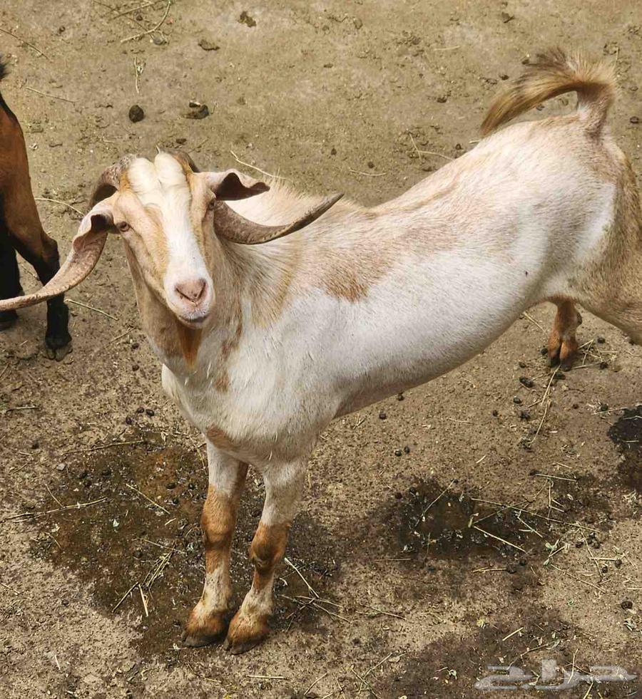 تيس سليم من كل العيوب والامراض. السن رباع64412022596737112