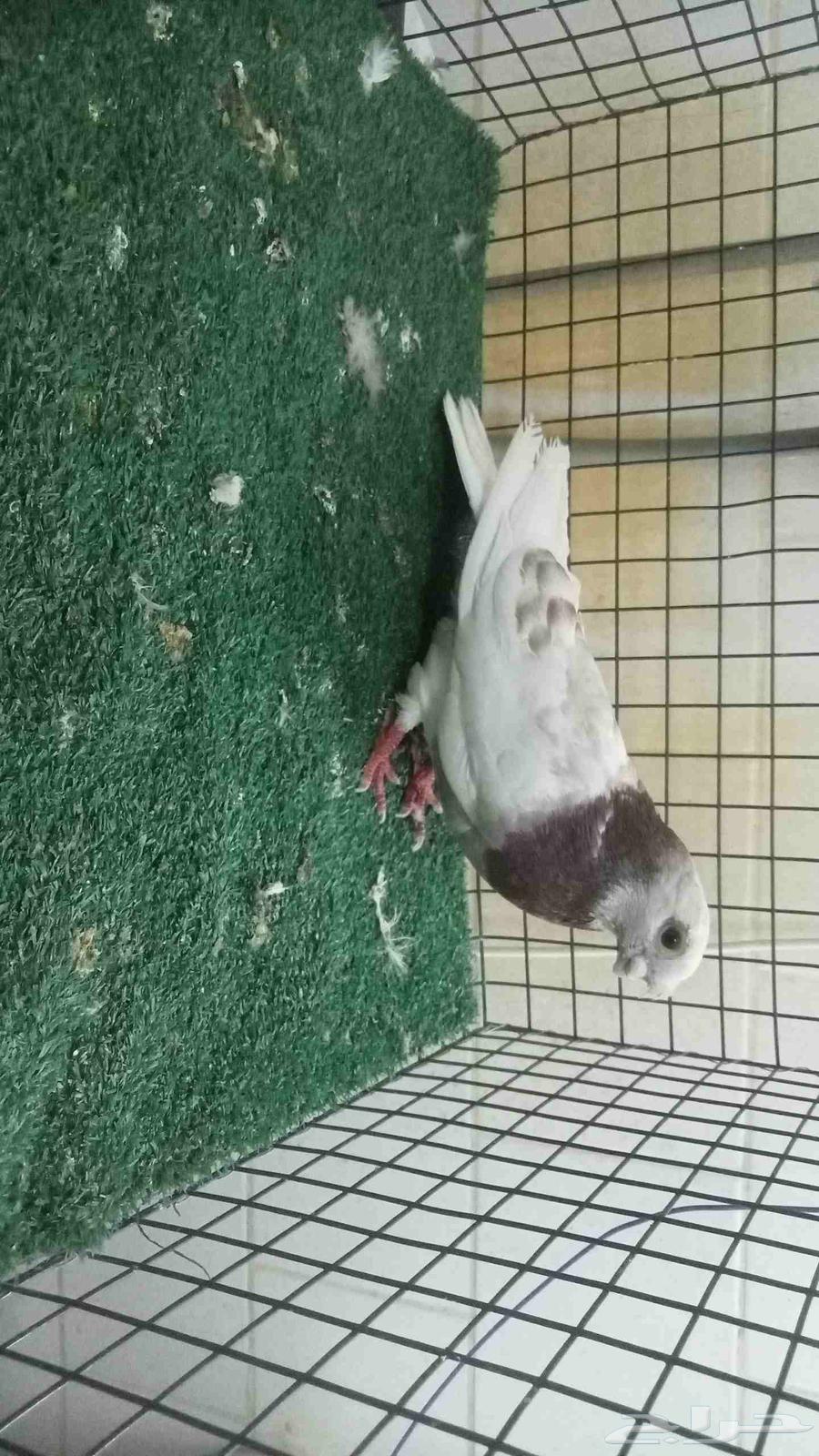 للبيع انثى شاينز ابو قرن صيني64411728446721110