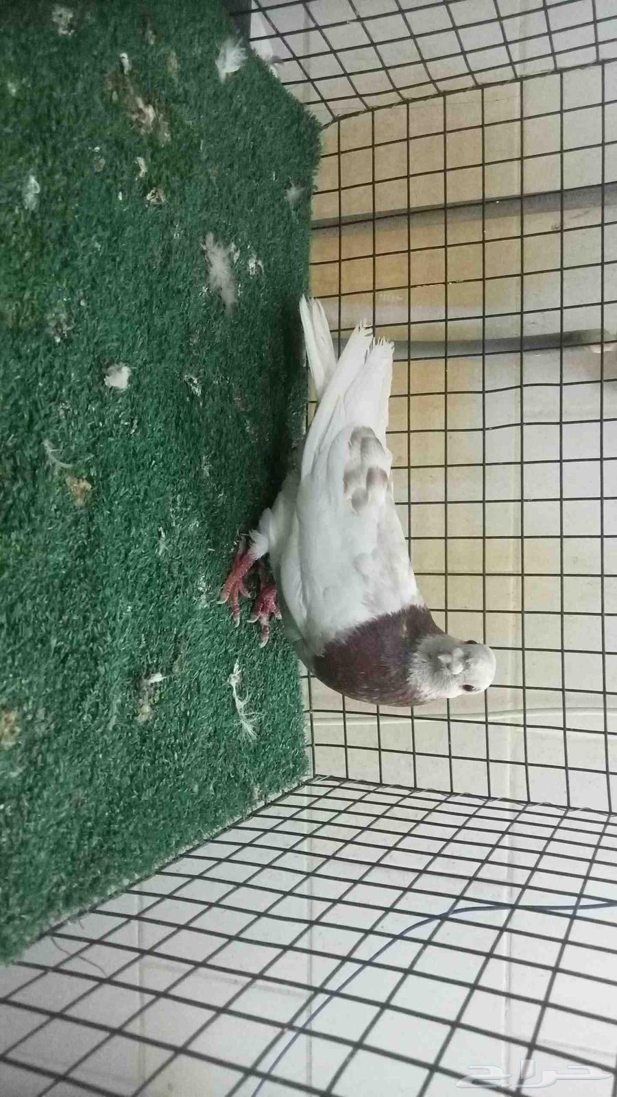 للبيع انثى شاينز ابو قرن صيني64411728446721111