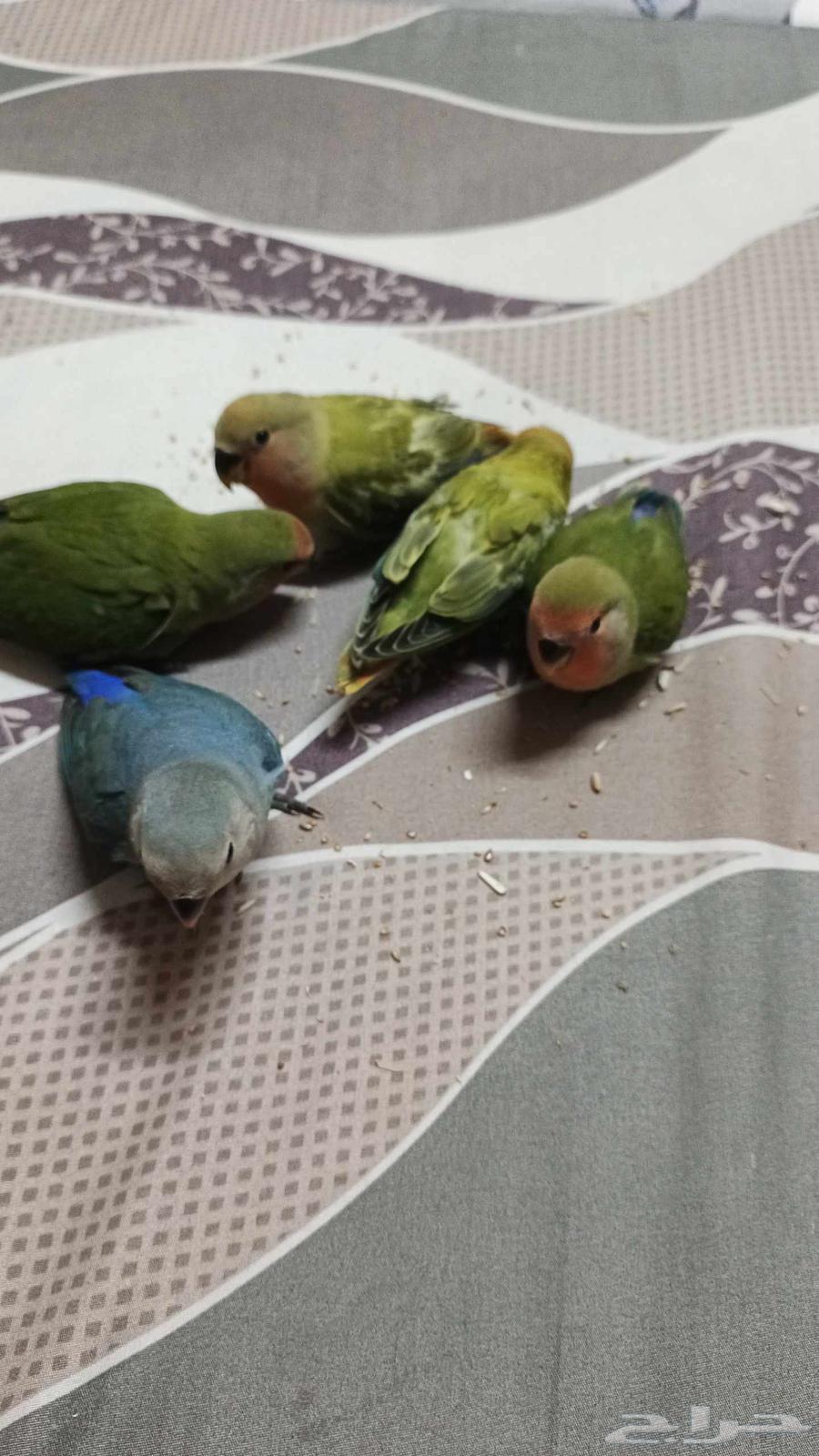 فروخ روز نهايه غر64408878252674113