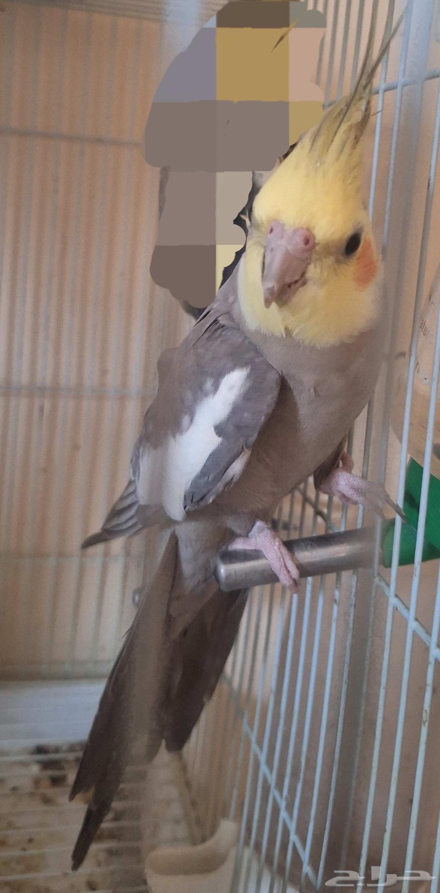 ذكر كروان (كوكاتيل) للبيع64407699184001110