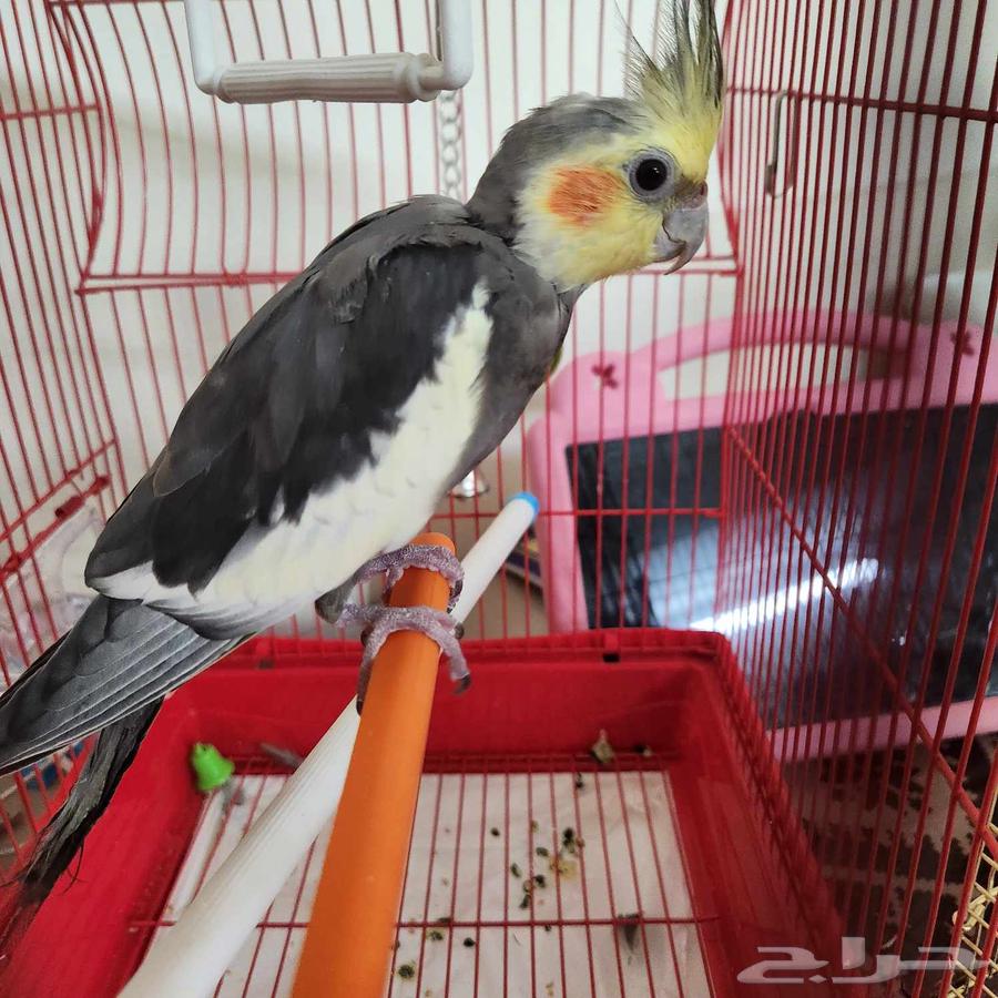 للبيع كروان شبه اليف64407419915906111