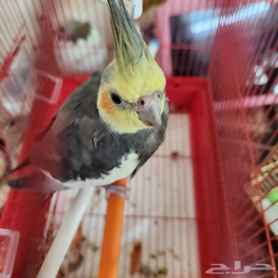 للبيع كروان شبه اليف64407419915906112