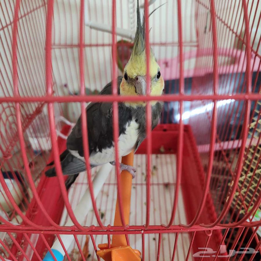 للبيع كروان شبه اليف64407419915906113